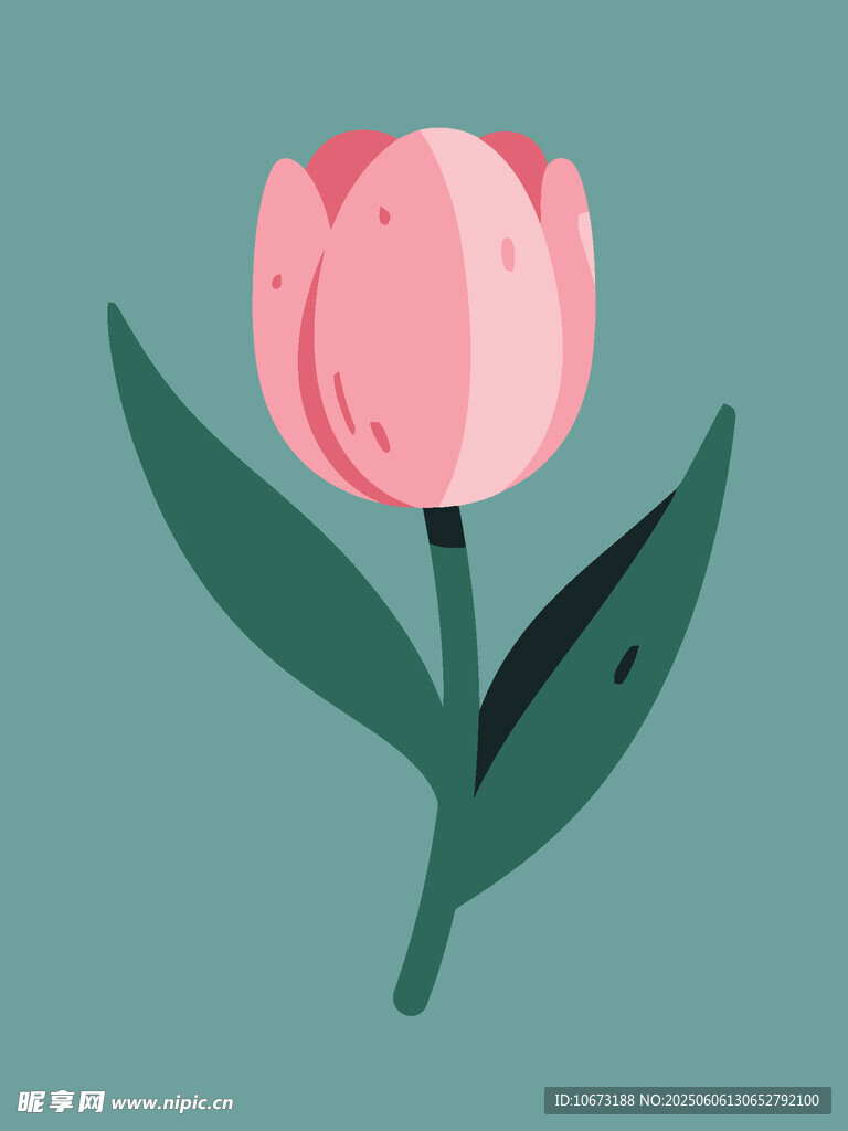 粉色郁金香插畫