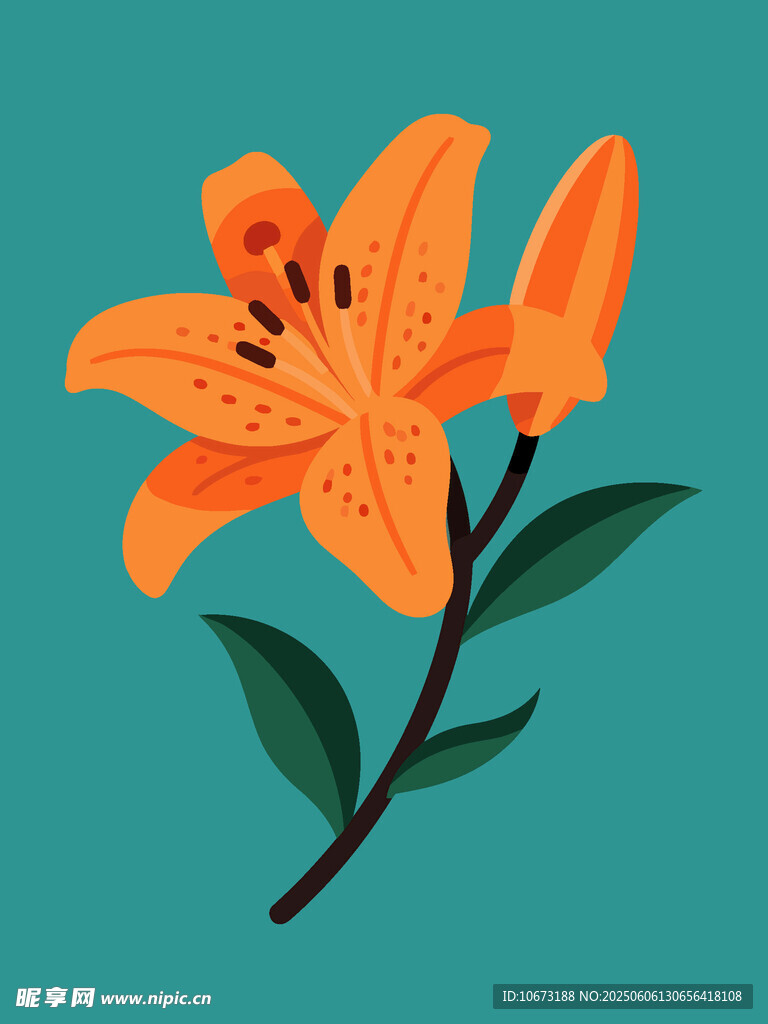 橙色百合花插畫