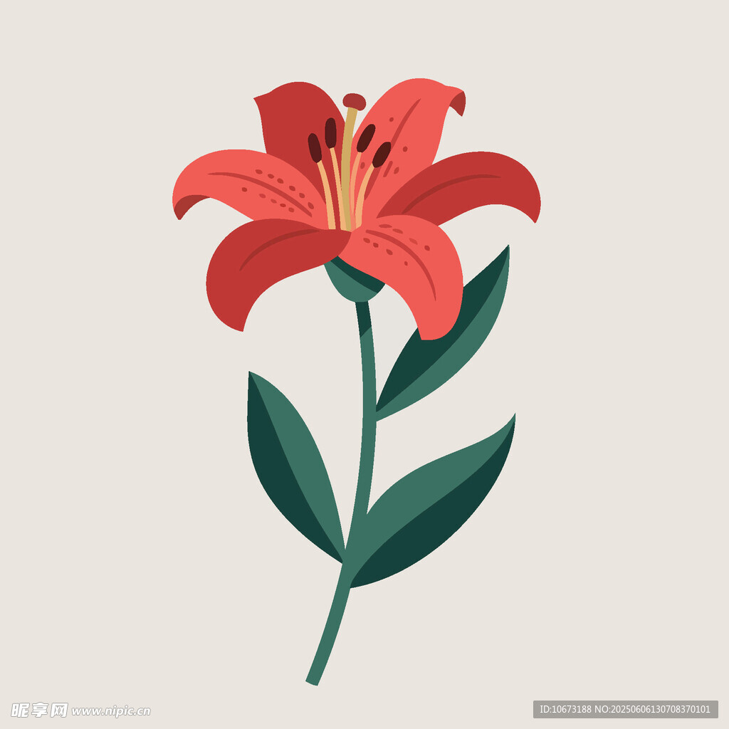 紅色百合花插畫