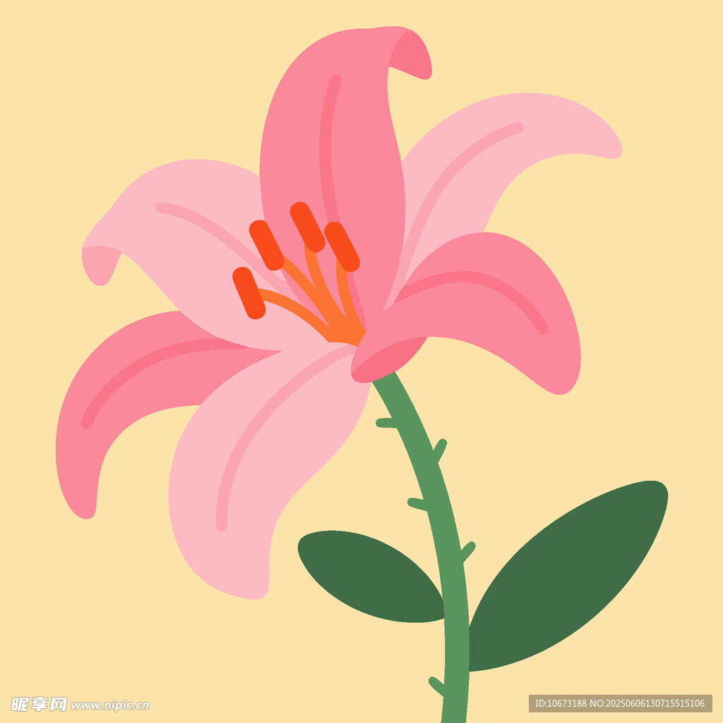 粉色百合花插畫