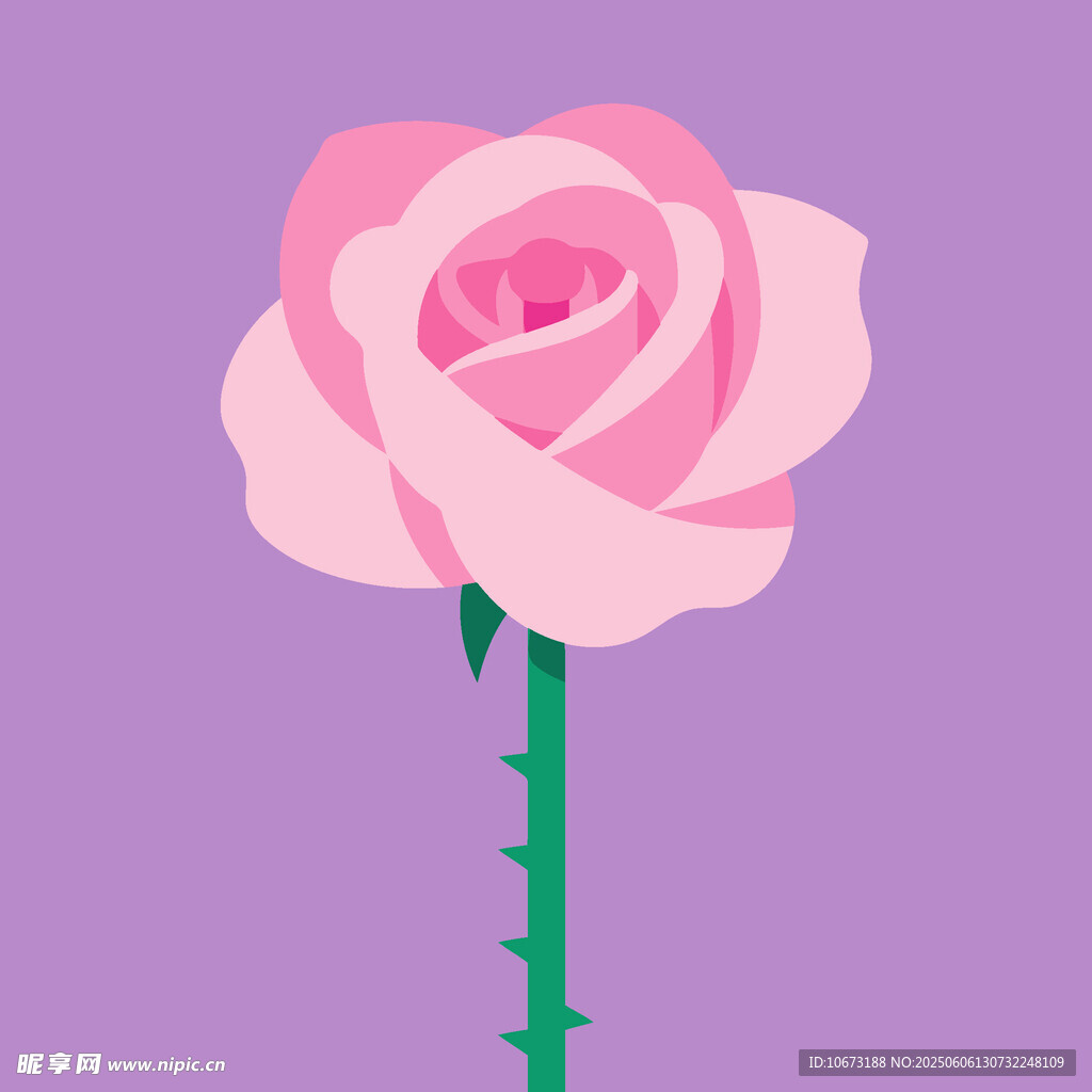 粉色玫瑰插畫