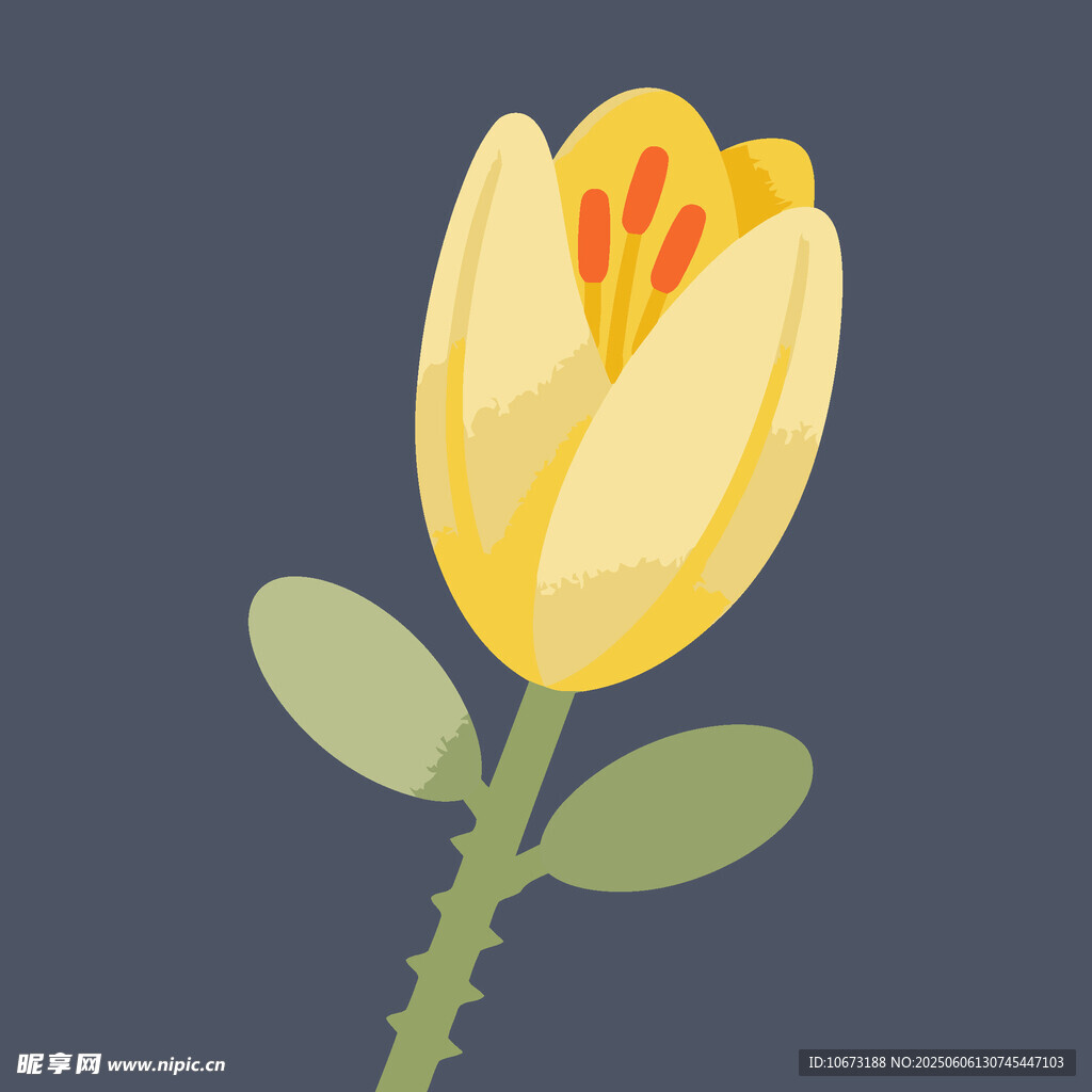 黃色郁金香插畫