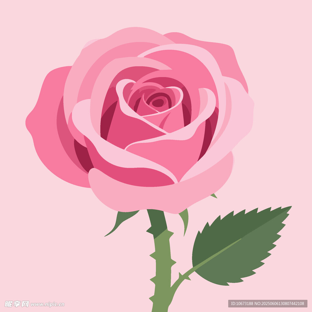粉色玫瑰插畫
