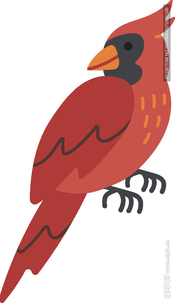 紅色小鳥插畫