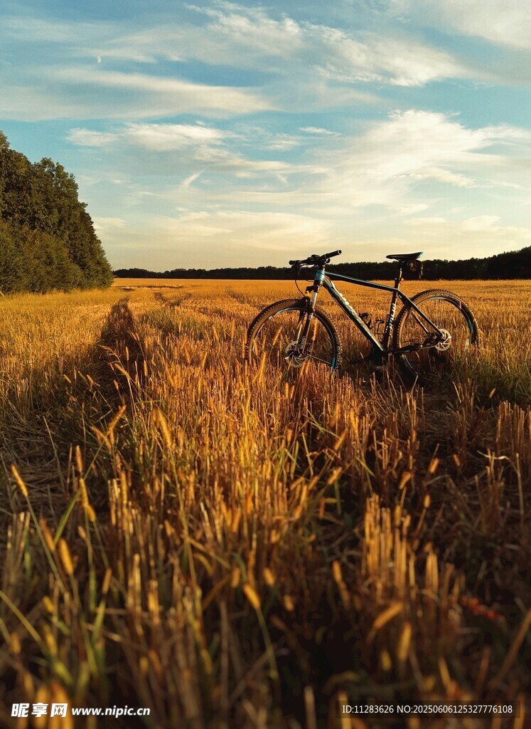田野中的自行車風景