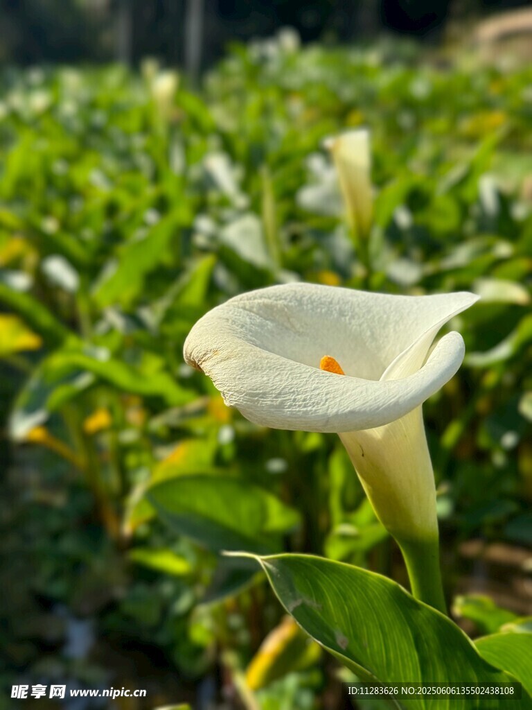 白色馬蹄蓮綻放綠意間