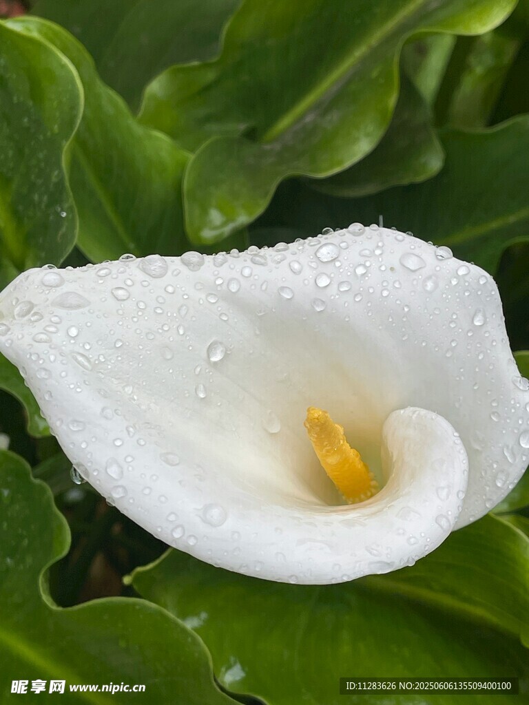 純潔馬蹄蓮帶晶瑩水珠