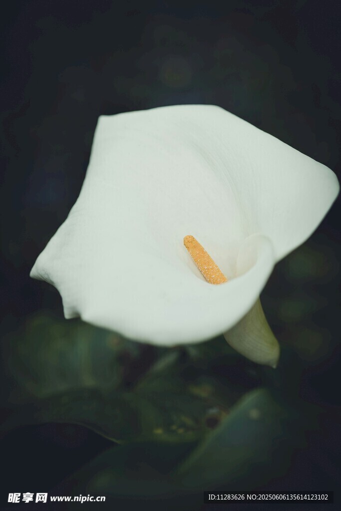 純白馬蹄蓮特寫