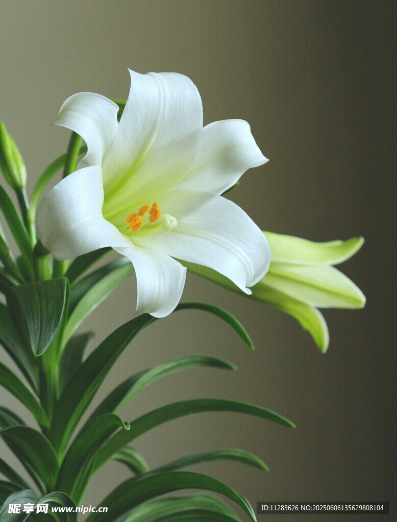 優雅白色百合花綻放