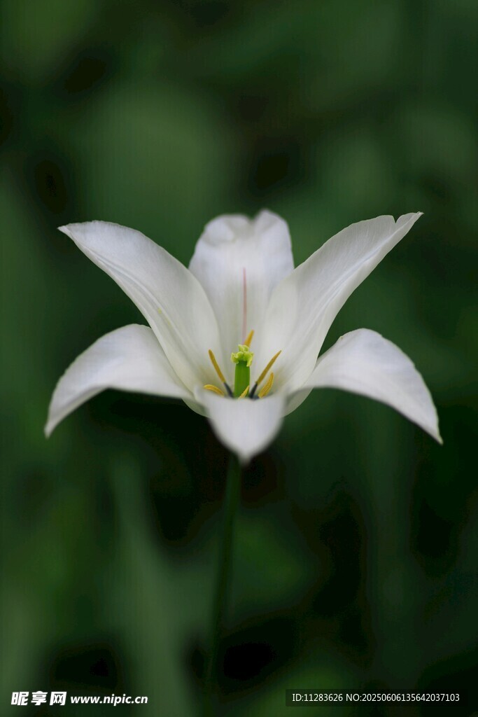 純潔白花綻放