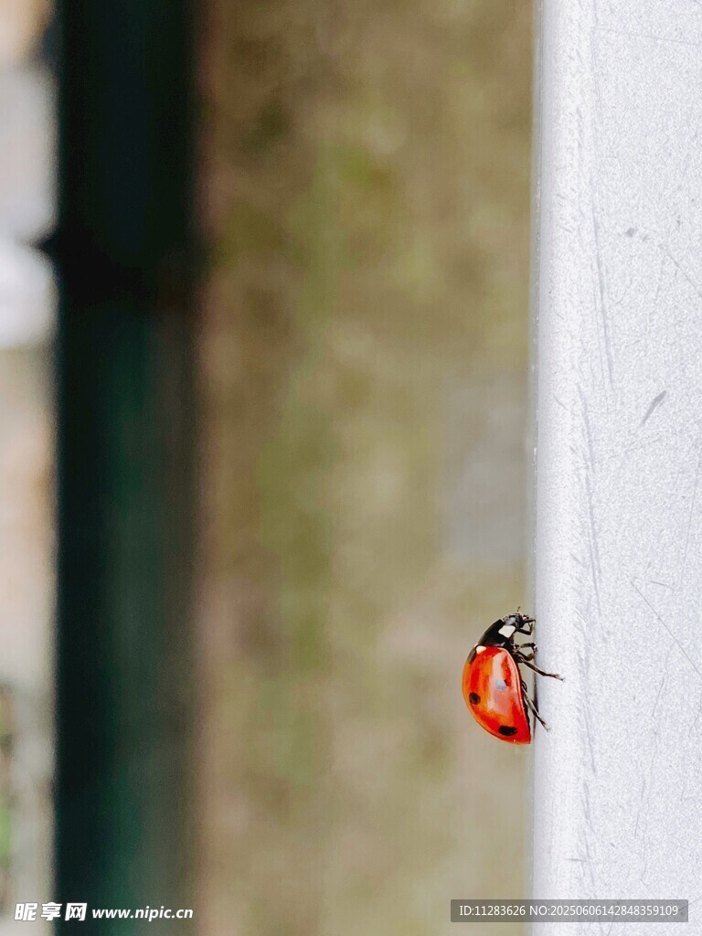 窗邊的紅色瓢蟲