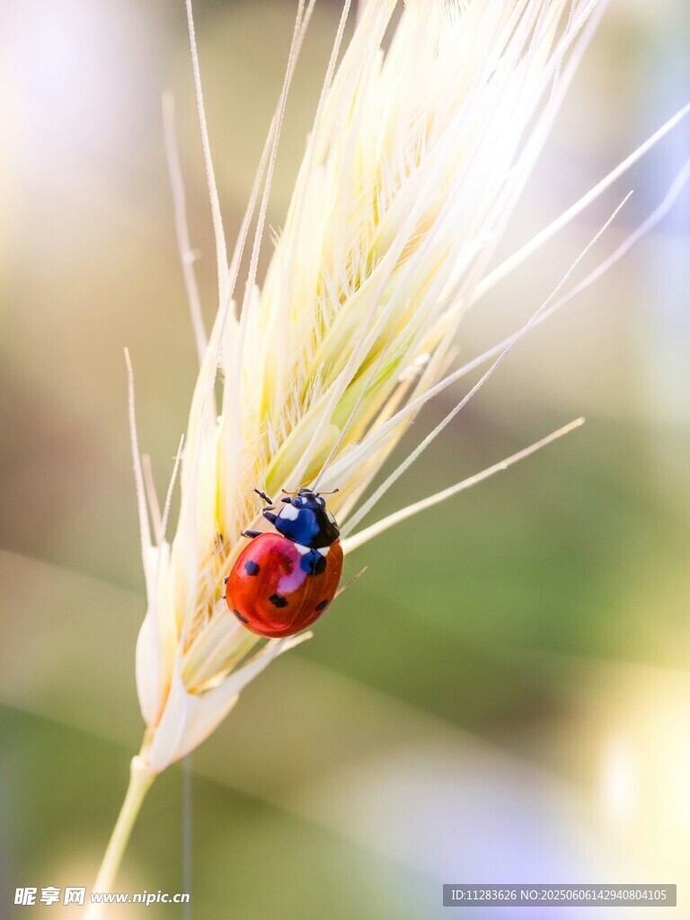 麥穗上的瓢蟲