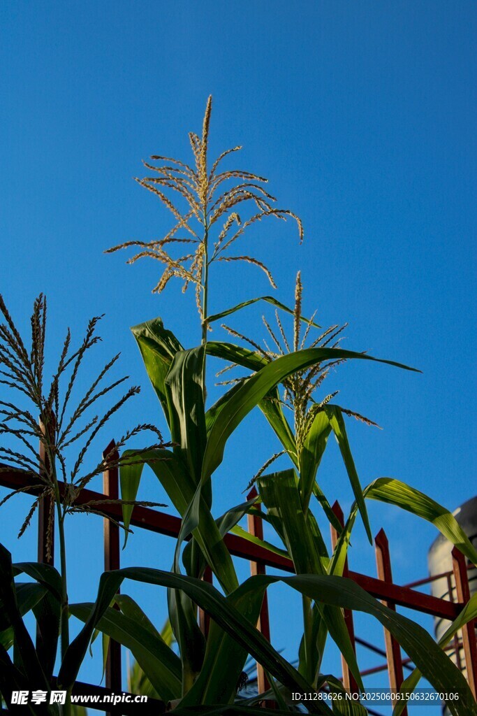 藍天映襯下的玉米植株