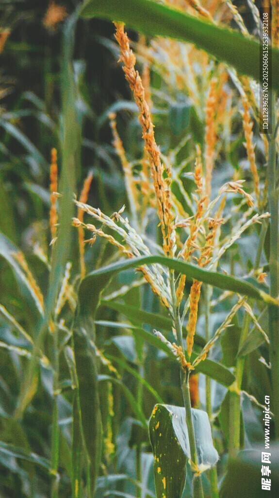 金黃玉米植株特寫(xiě)