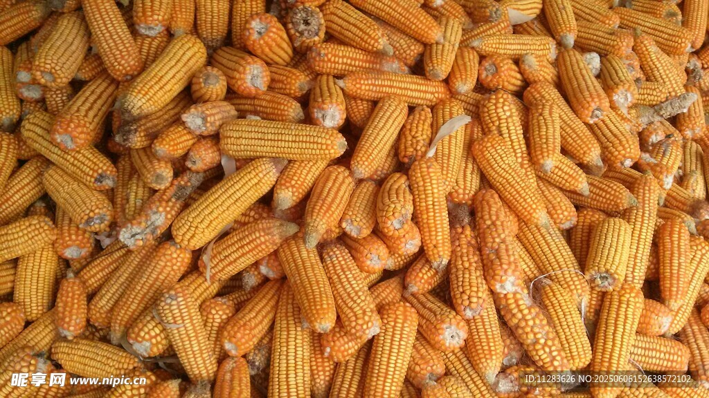 飽滿玉米粒特寫(xiě)