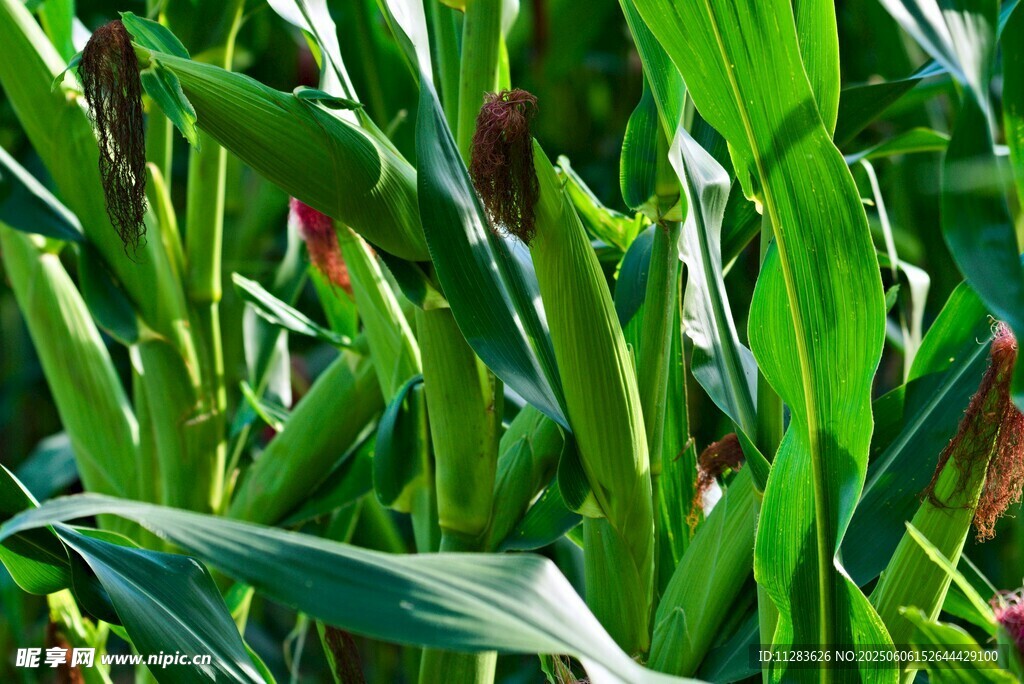 翠綠玉米植株生機勃勃