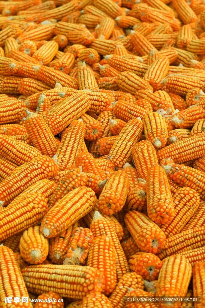金黃飽滿的玉米堆