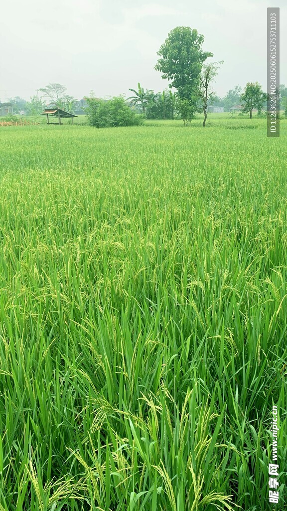 翠綠稻田 田園風(fēng)光美景