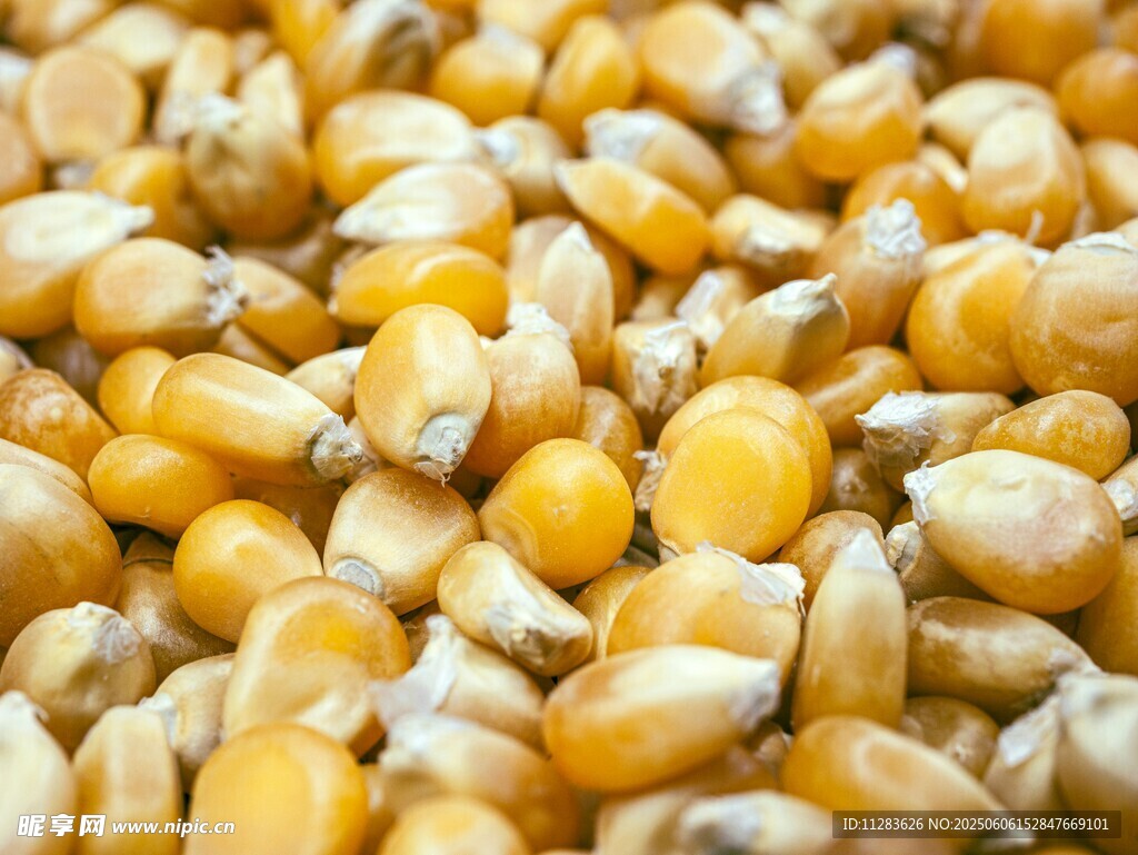 飽滿(mǎn)玉米粒特寫(xiě)