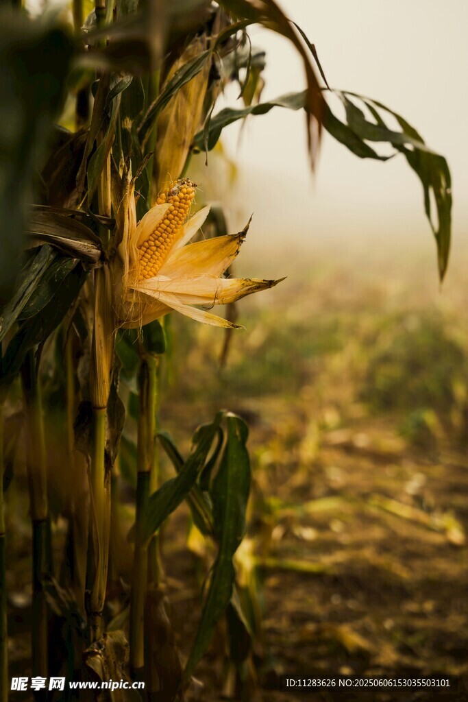 秋日霧中玉米植株景象
