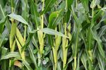 玉米田中的成熟玉米植株