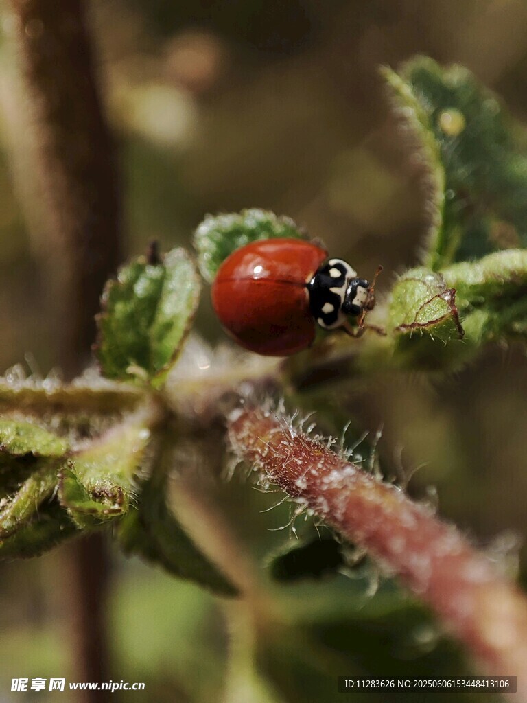 綠葉上的紅色瓢蟲