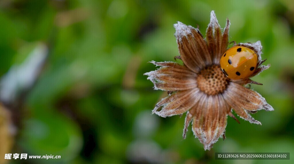 花蕊上的瓢蟲