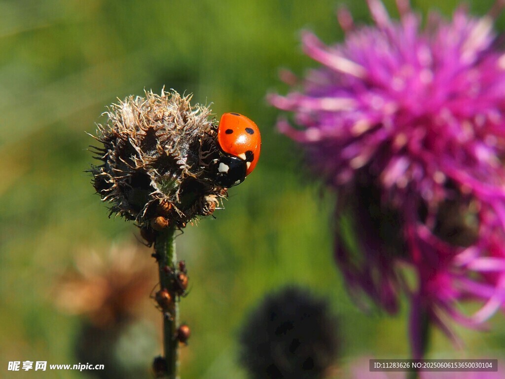 瓢蟲棲于花草間
