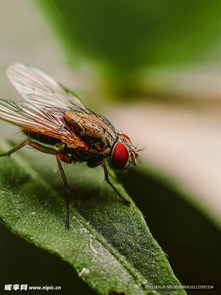 綠葉上的紅眼果蠅
