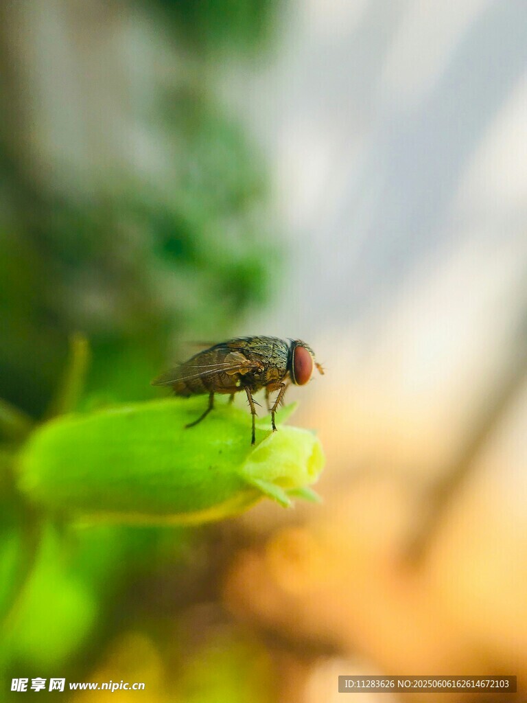 綠葉上的小蒼蠅