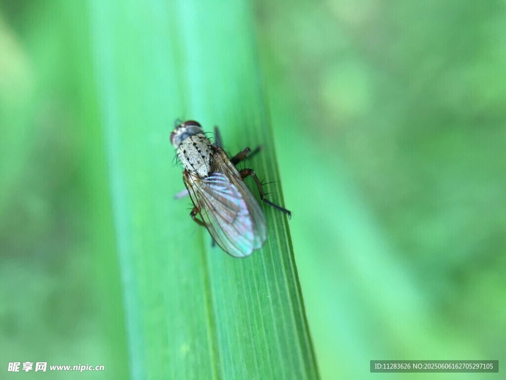綠葉上的蒼蠅