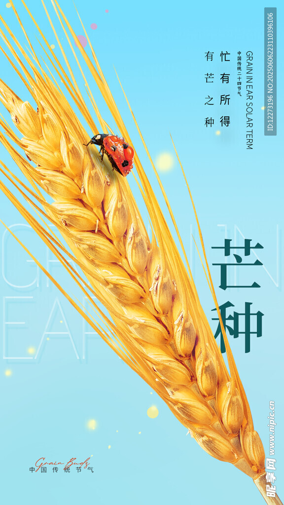芒種時(shí)節(jié)麥穗與瓢蟲