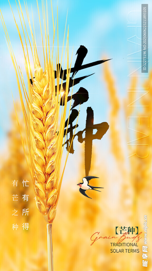 芒種時節(jié)金黃麥穗