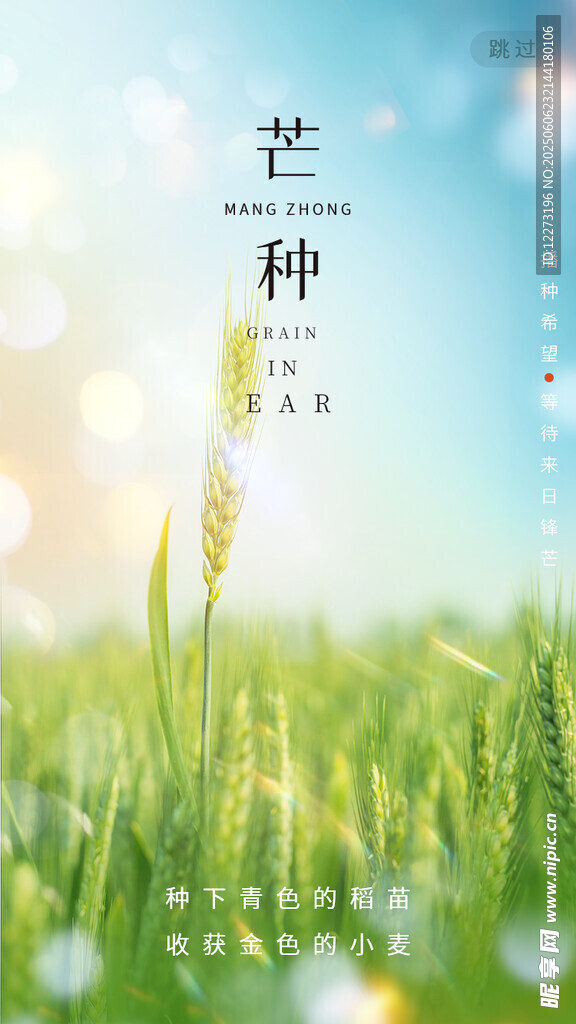 芒種時節的清新田野風光