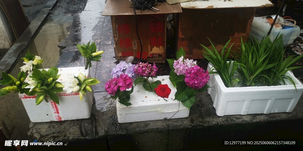 窗邊多彩花卉盆栽組合