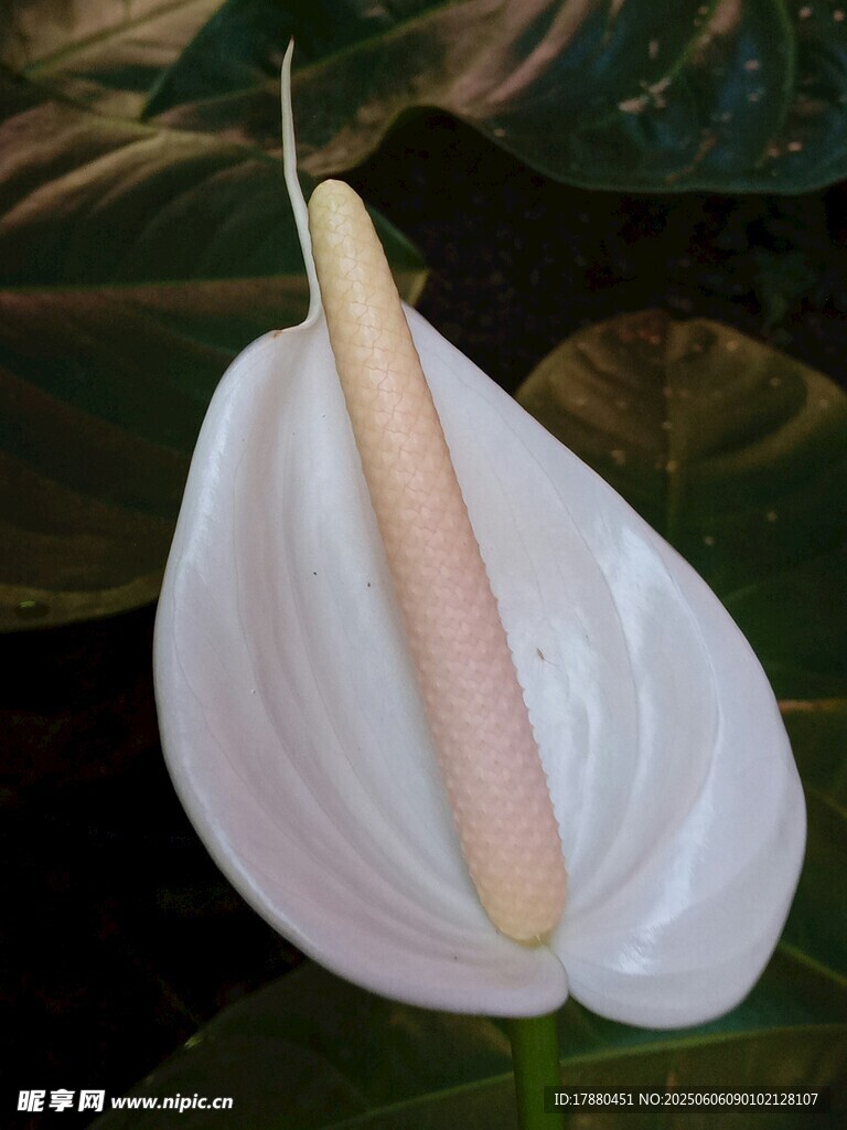 海芋花