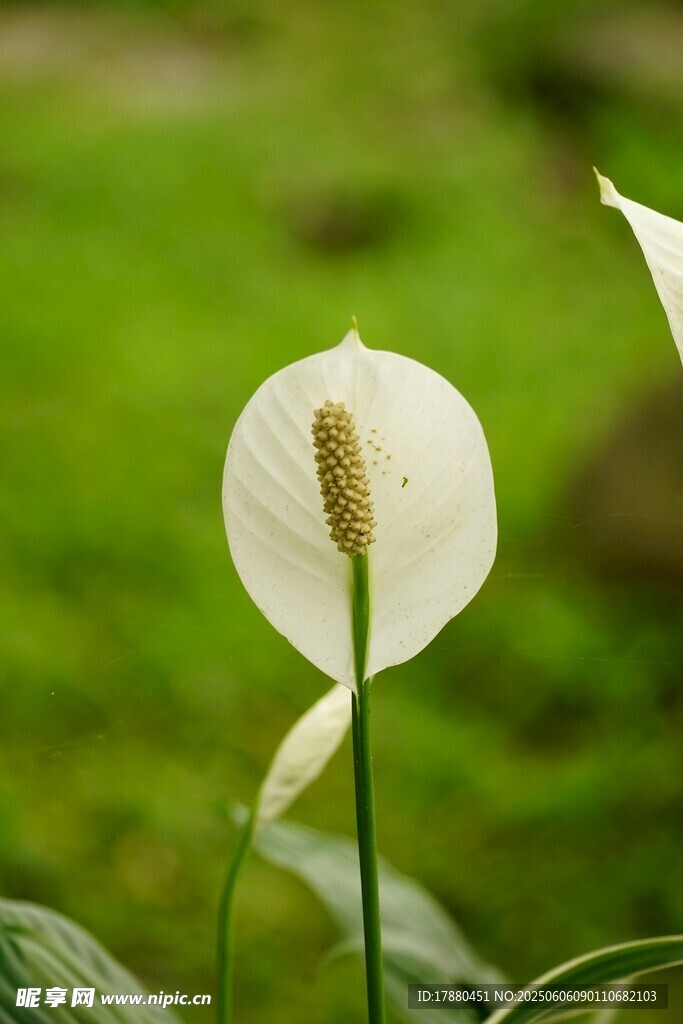 白掌