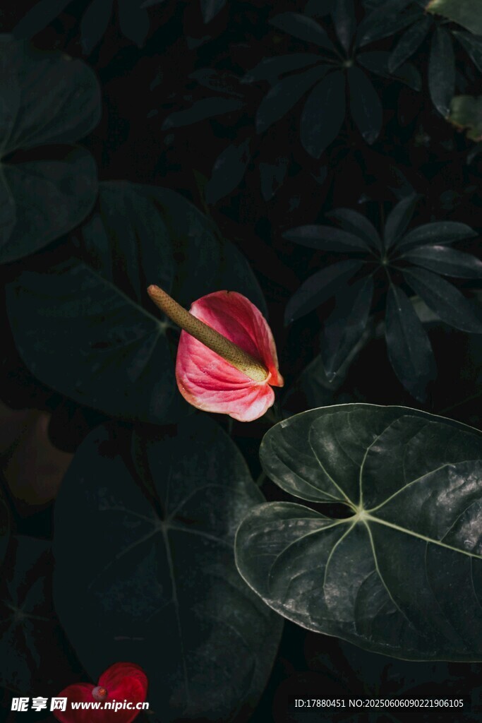紅掌花
