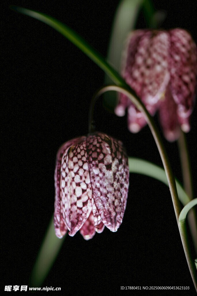 貝母花
