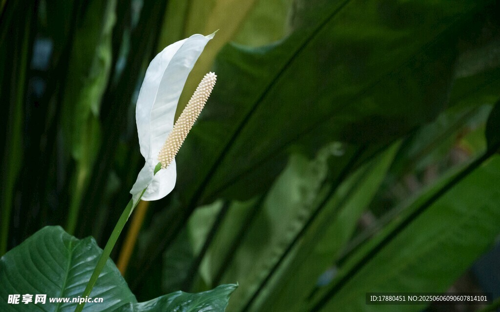 白掌