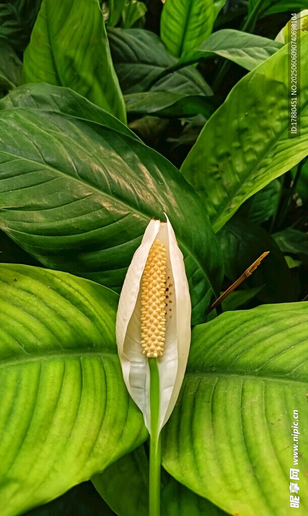 海芋