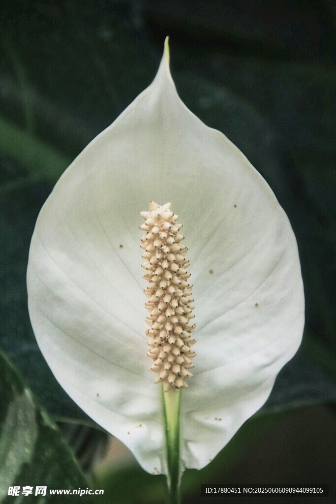 白掌花