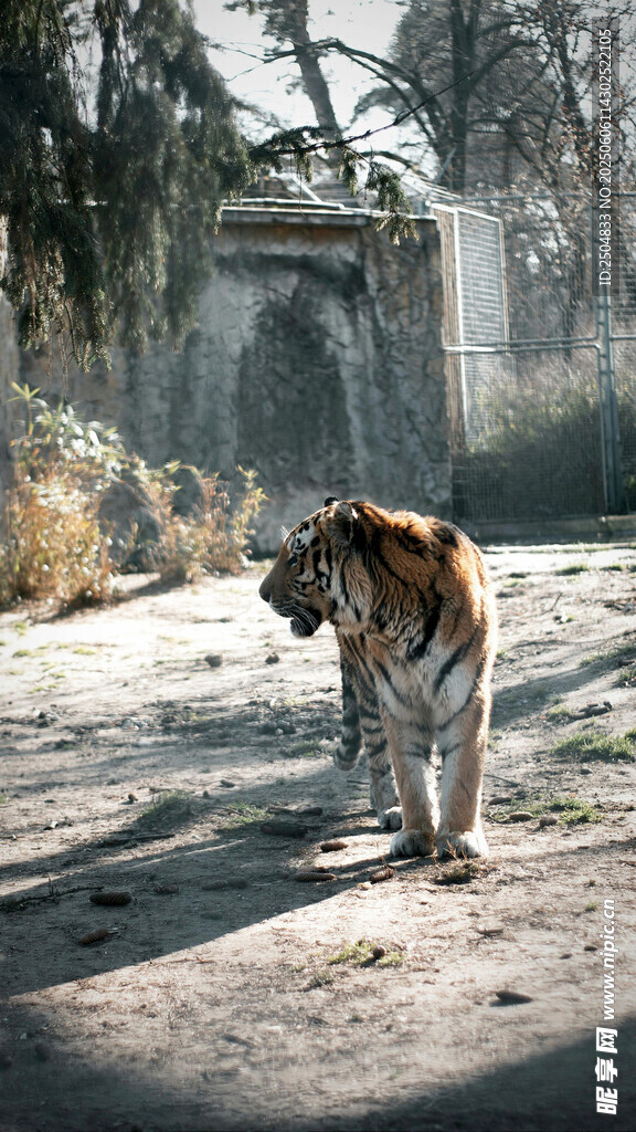 動物園中漫步的斑斕老虎