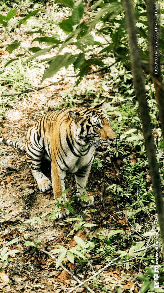 林間漫步的斑斕猛虎