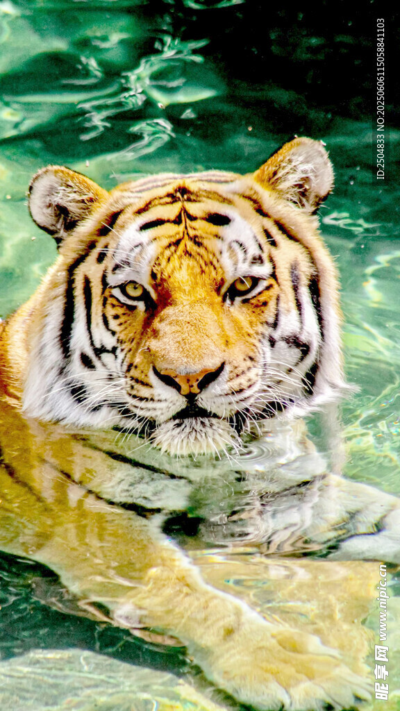 水中猛虎