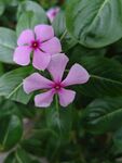 長春花