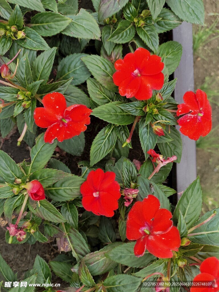 鮮艷紅花朵綠葉相伴