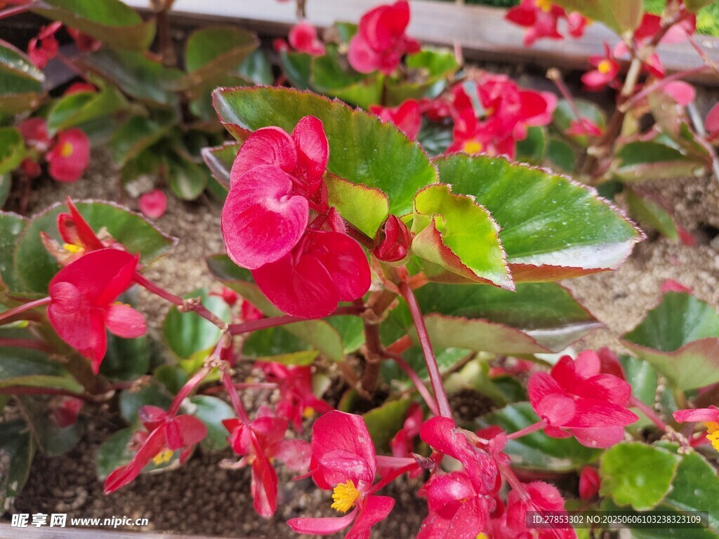 嬌艷欲滴的紅色花卉綻放