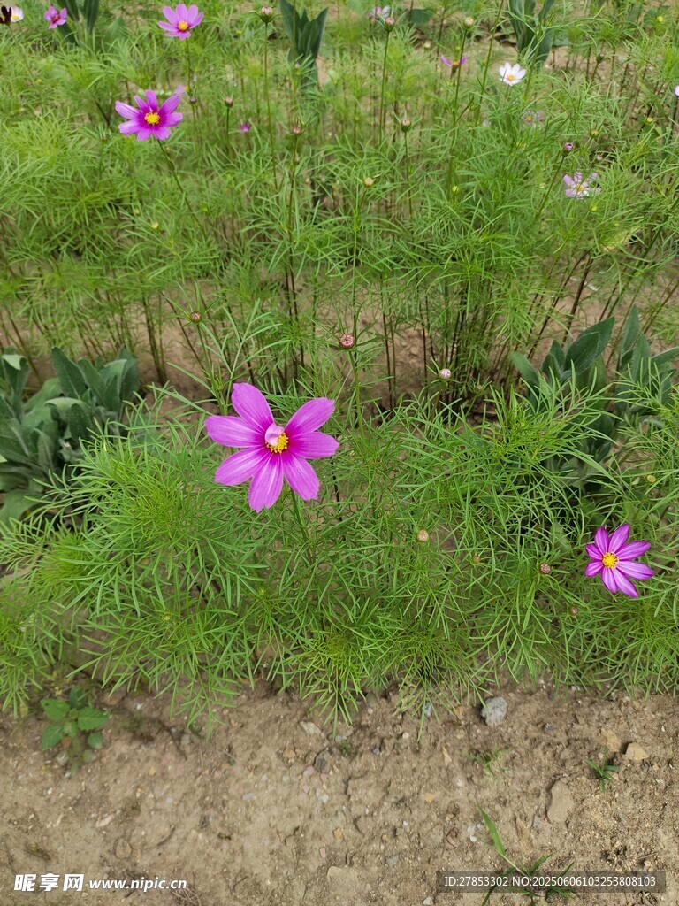 田野中的美麗波斯菊