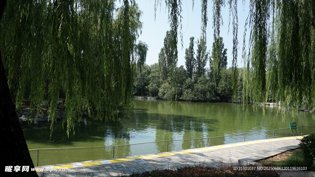 湖畔垂柳 靜謐自然景致